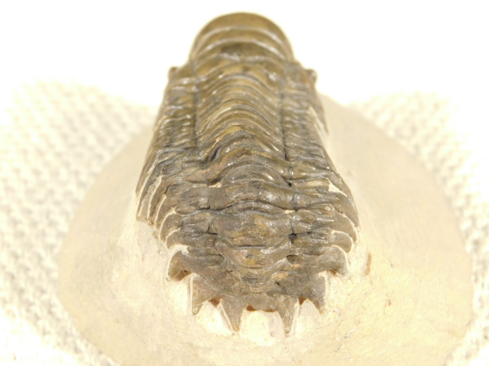 Larger! Crotalocephalina TRILOBITE Fossil 100% Natural Morocco 225gr