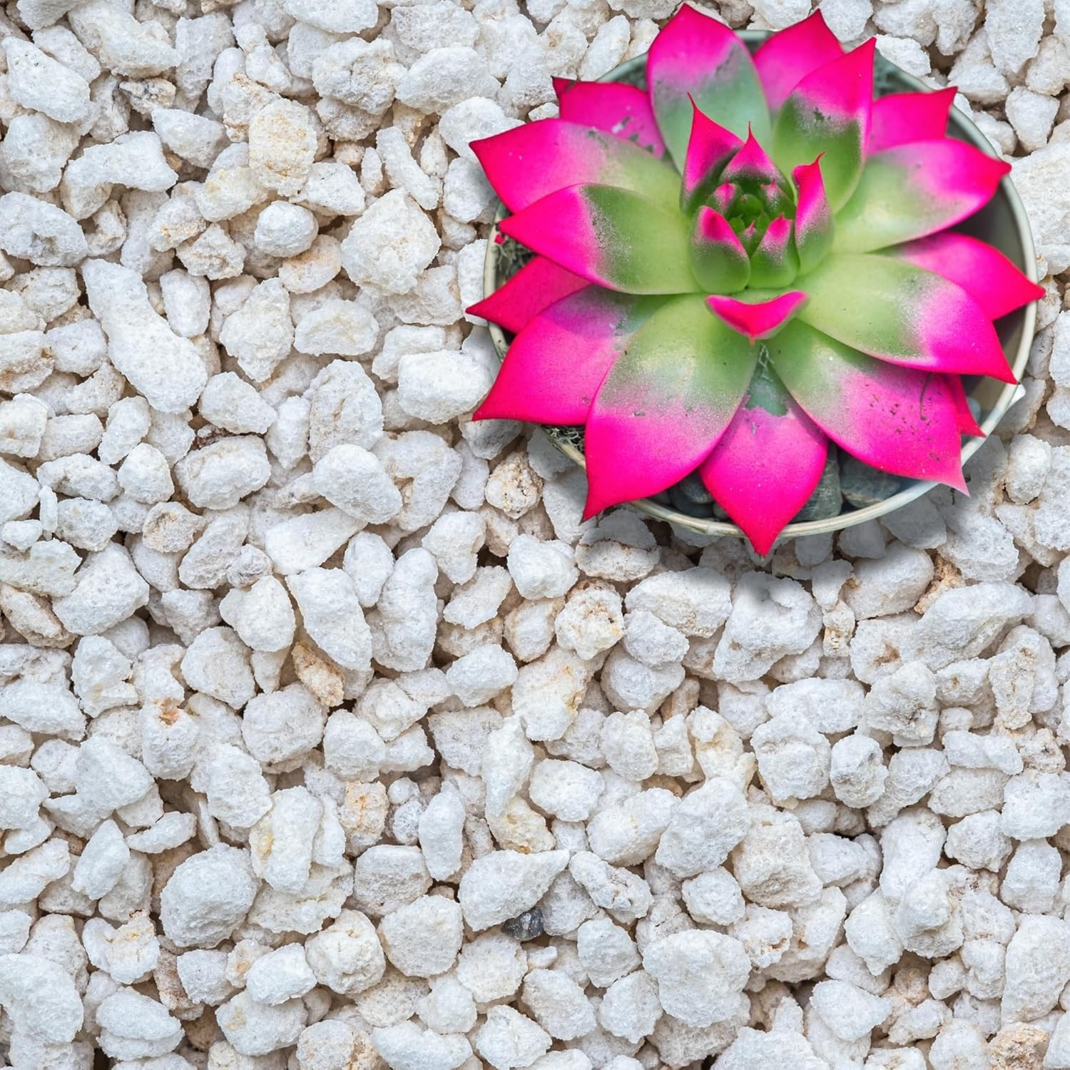 Extra Coarse Grade 4 Perlite Organic Soil Amendment Drainage Succulents