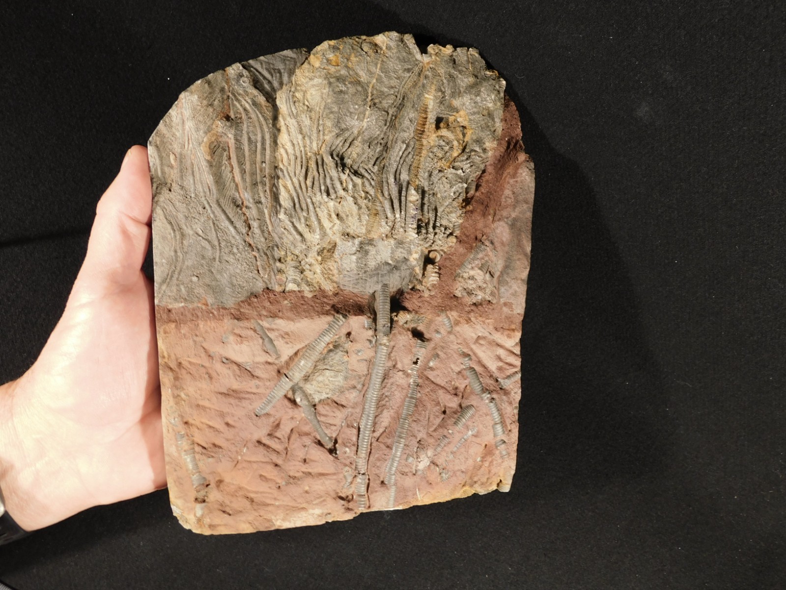 BIG! 430 Million Year Old! CRINOID Fossil or Sea LILY Fossil Morocco 1570gr