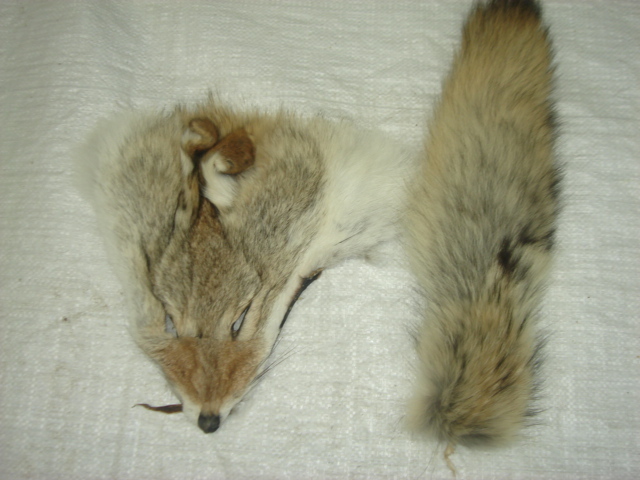 #1 Quality XL Tanned Western Coyote Tail and Face Combo/Fur/Crafts/Real Fur/trap