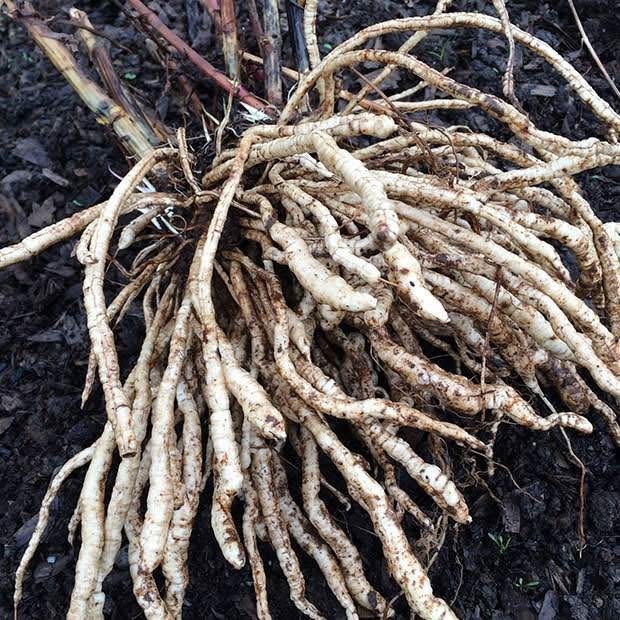100+ Skirret seeds (Sium sisarum) medieval perennial permaculture root vegetable
