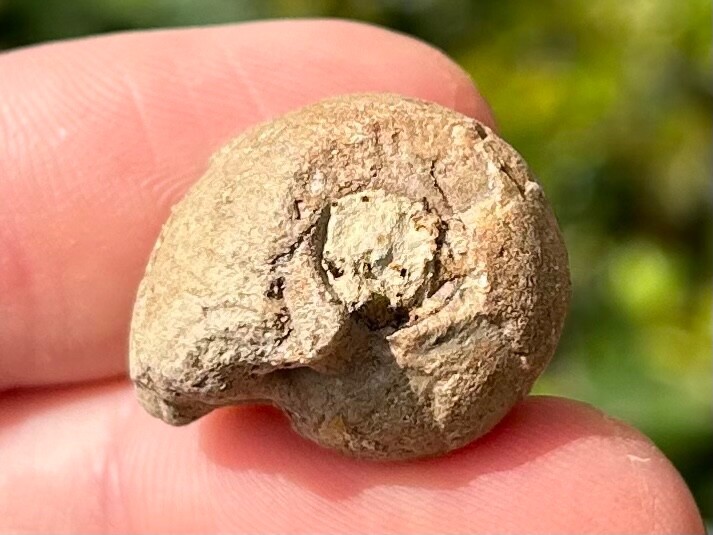 Oklahoma Fossil Goniatite Glaphyrites hyattianus Pennsylvanian Age Ammonite