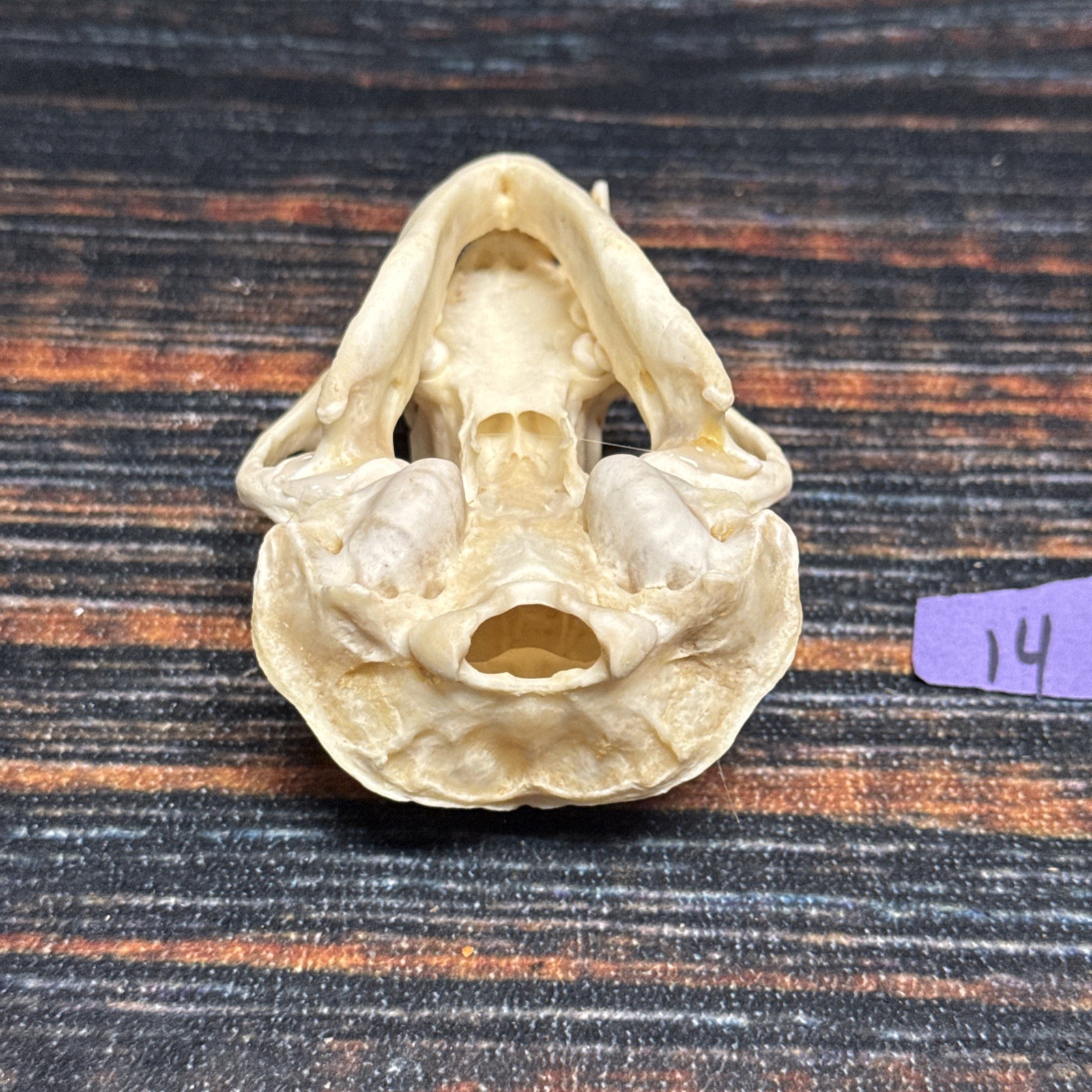 Real XL Badger Skull Unique Gift Halloween Craft Animal Mount Art Model Head Odd