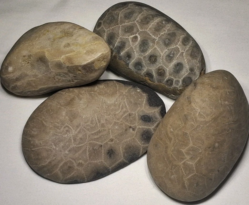 Michigan Petoskey Stone Lot 1 Pound Unpolished Natural Great Lakes Fossil Coral