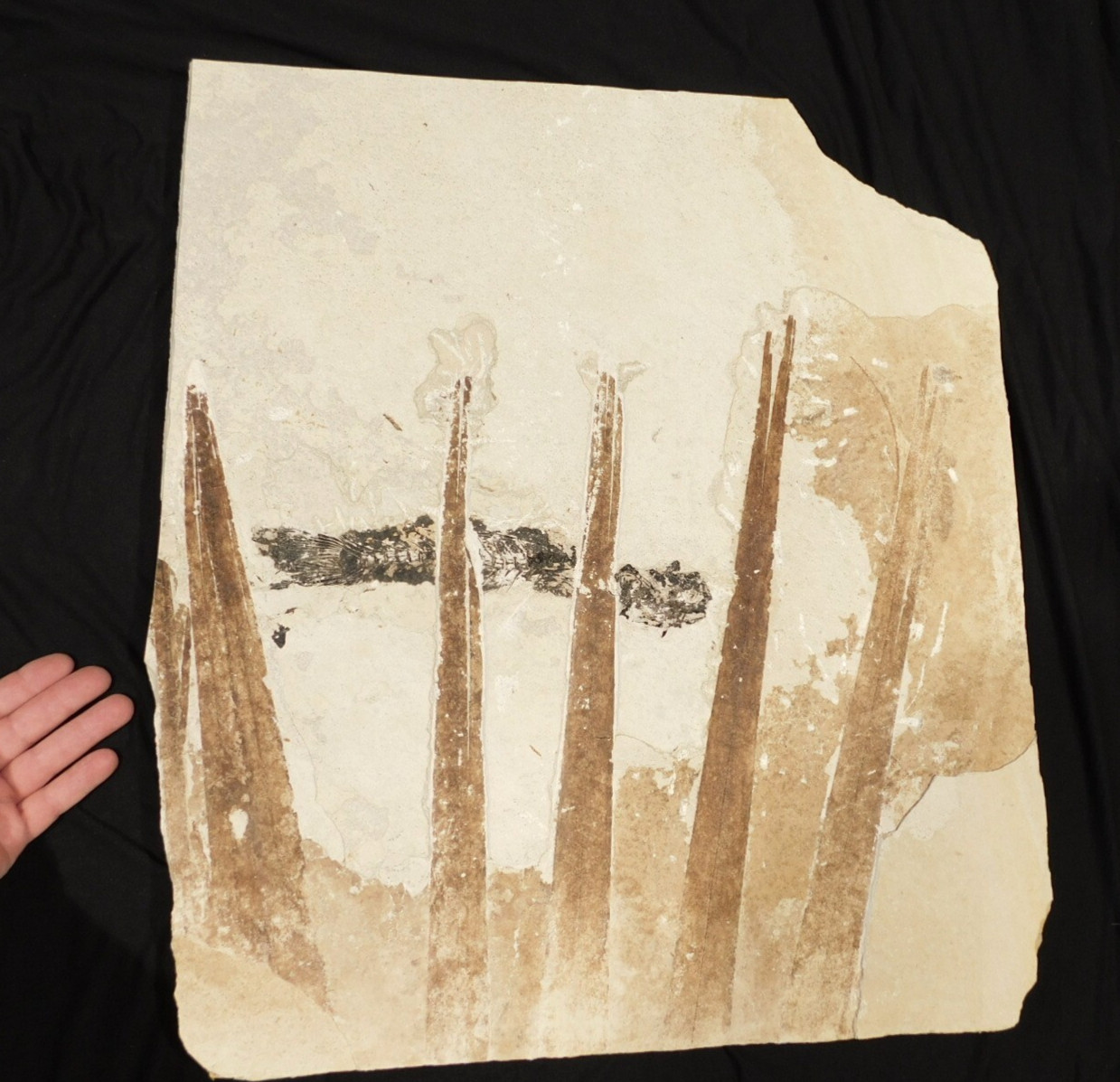 GIANT! PALM Frond Fossil With a BIG Rare Mioplosus FISH Fossil From Wyoming