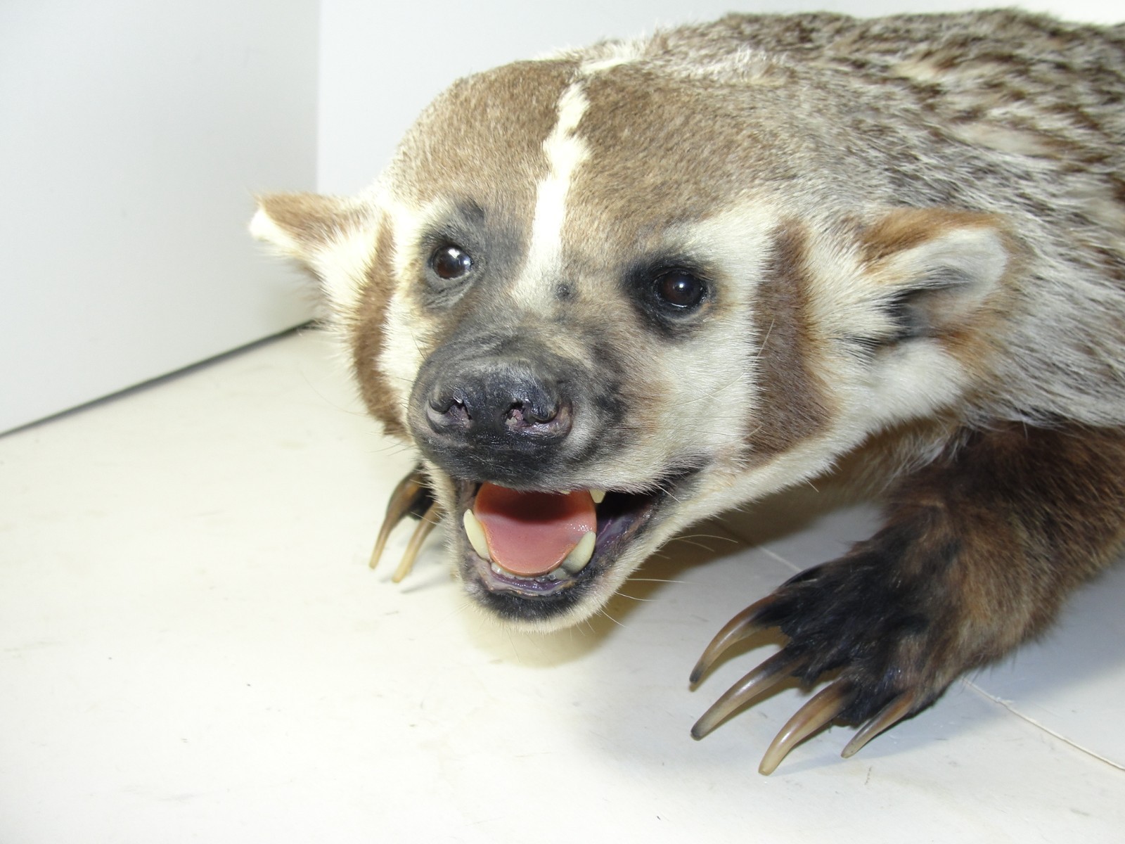 BADGER TAXIDERMY FULL BODY MOUNT BEAUTIFUL IN EXCELLENT CONDITION