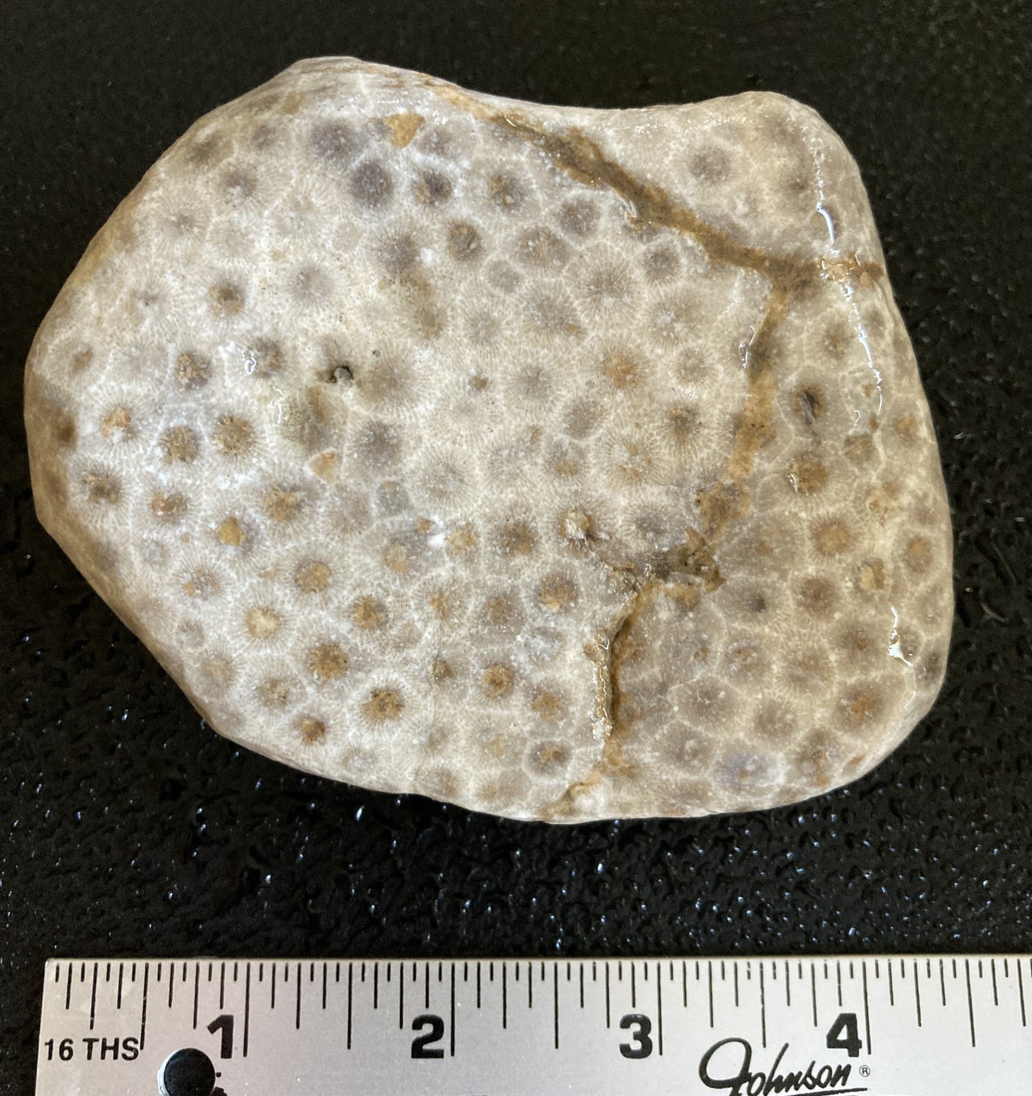 LARGE Michigan Petoskey Stone Hexagonaria Coral Head Fossil 4.2" Specimen 1LB