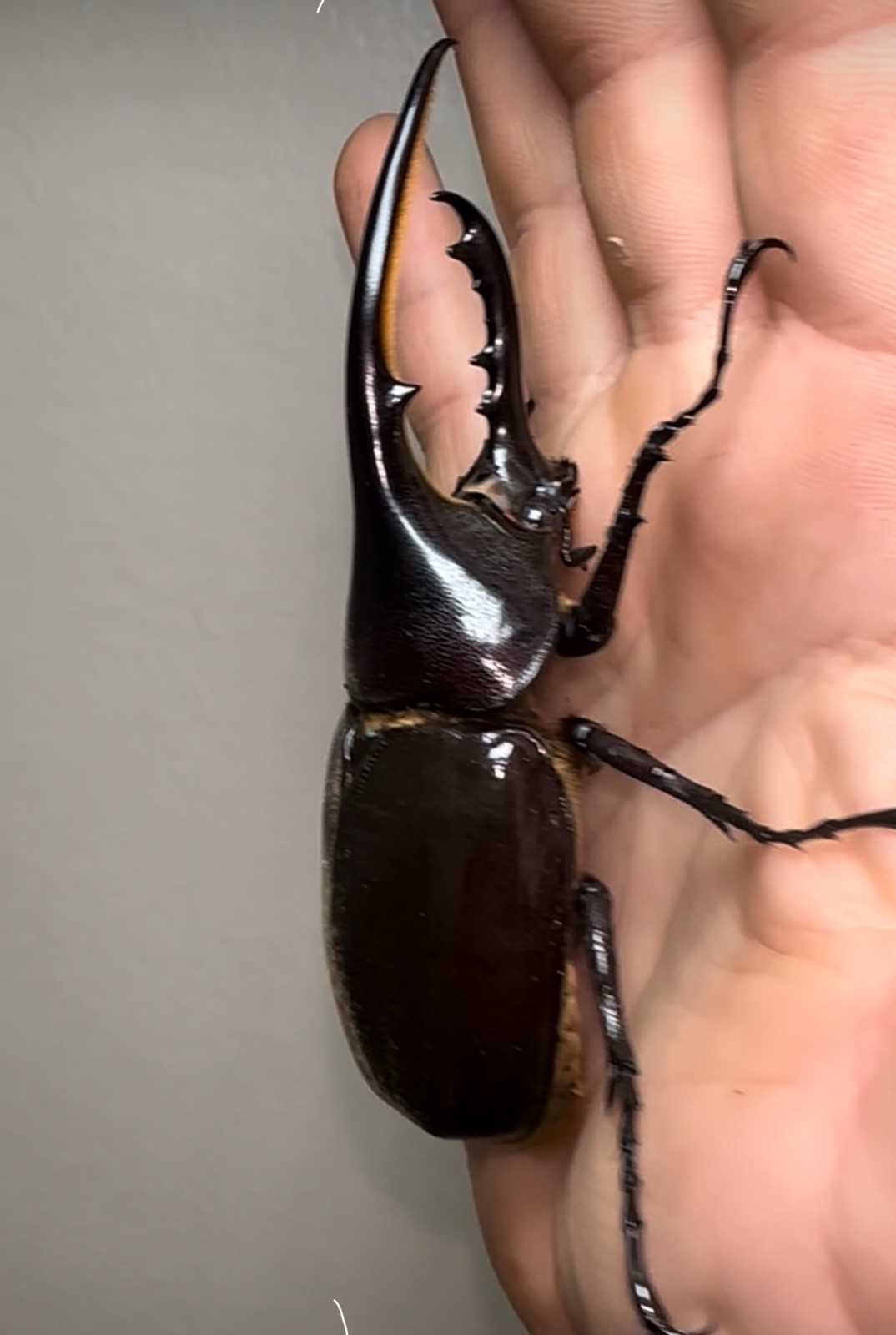 OAK STAG GRADE FLAKE SOIL WITH ADDITIVES PROTEIN DORCUS LAMPRIMA 1 GALLON