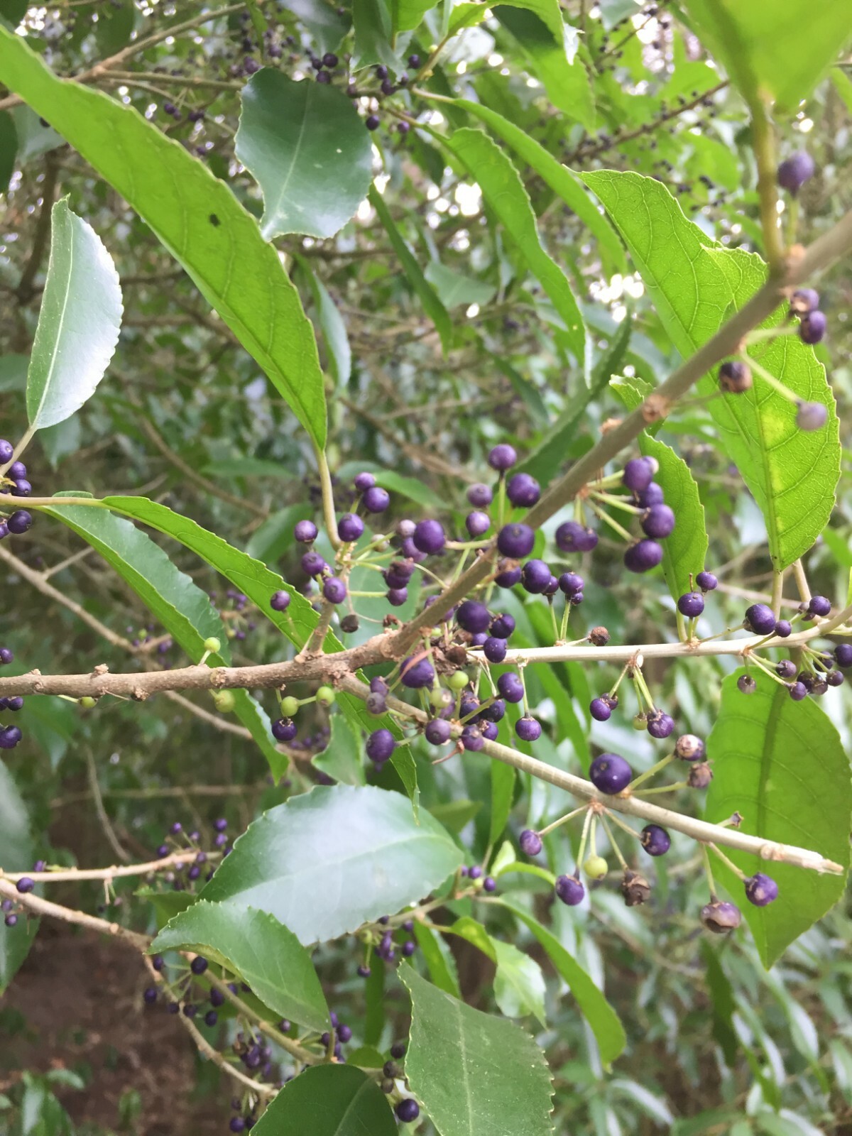 Mahoe - 50 seeds - Melicytus ramiflorus - Whiteywood - NZ Native