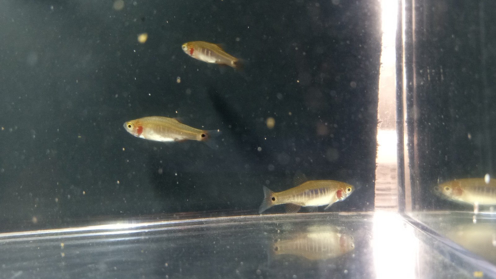 (6) Emerald Dwarf Rasbora HIGH QUALITY - Pennsylvania Bred