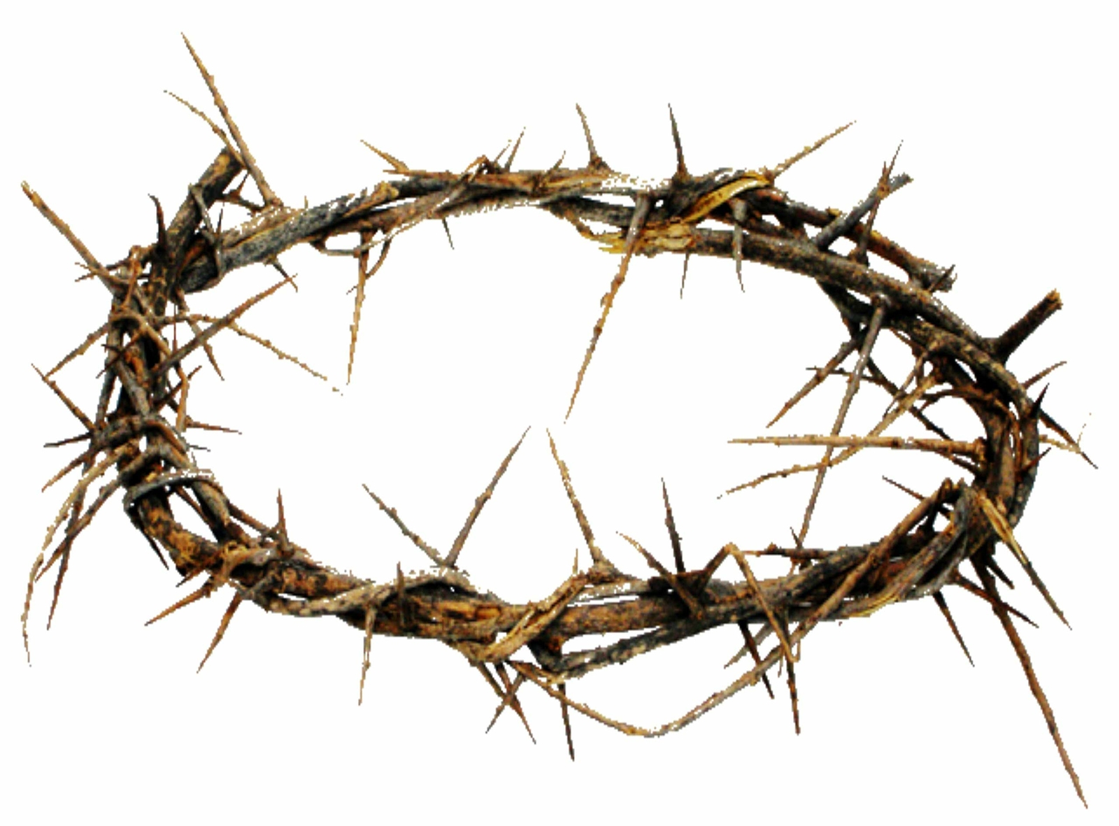 Authentic Crown of Thorns- Real Life Size