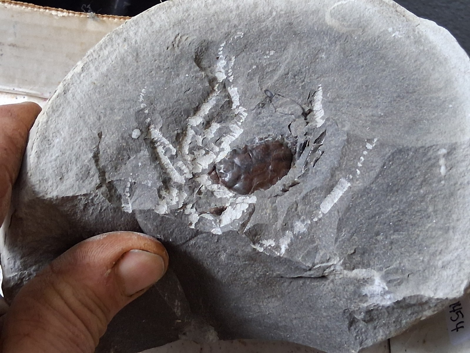 15 Unfinished Crab Fossil Lot Washington State