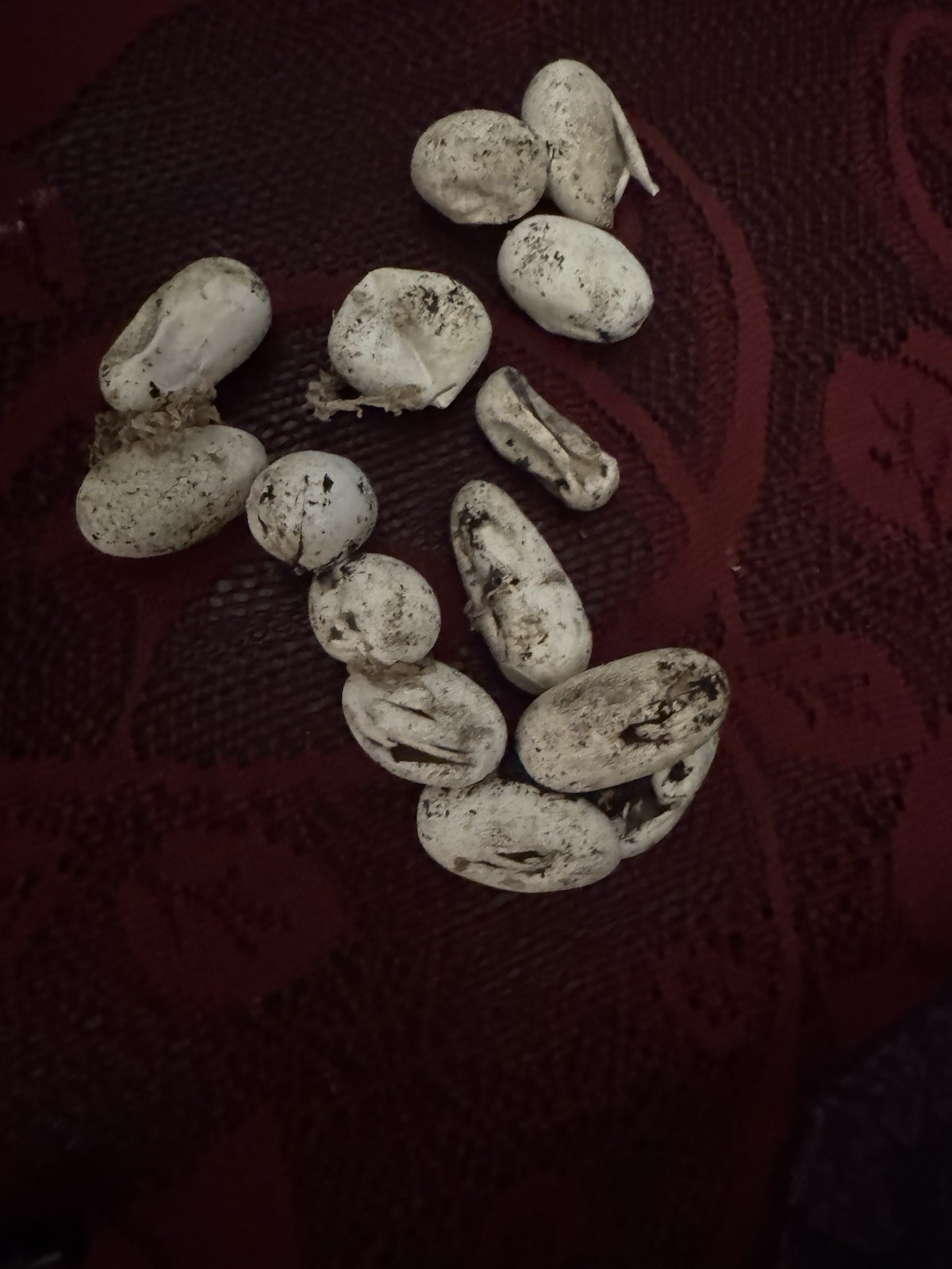 Hatched Snake Eggs Real Rat Snake Pantherophis Quadrivittatus Unique Reptile