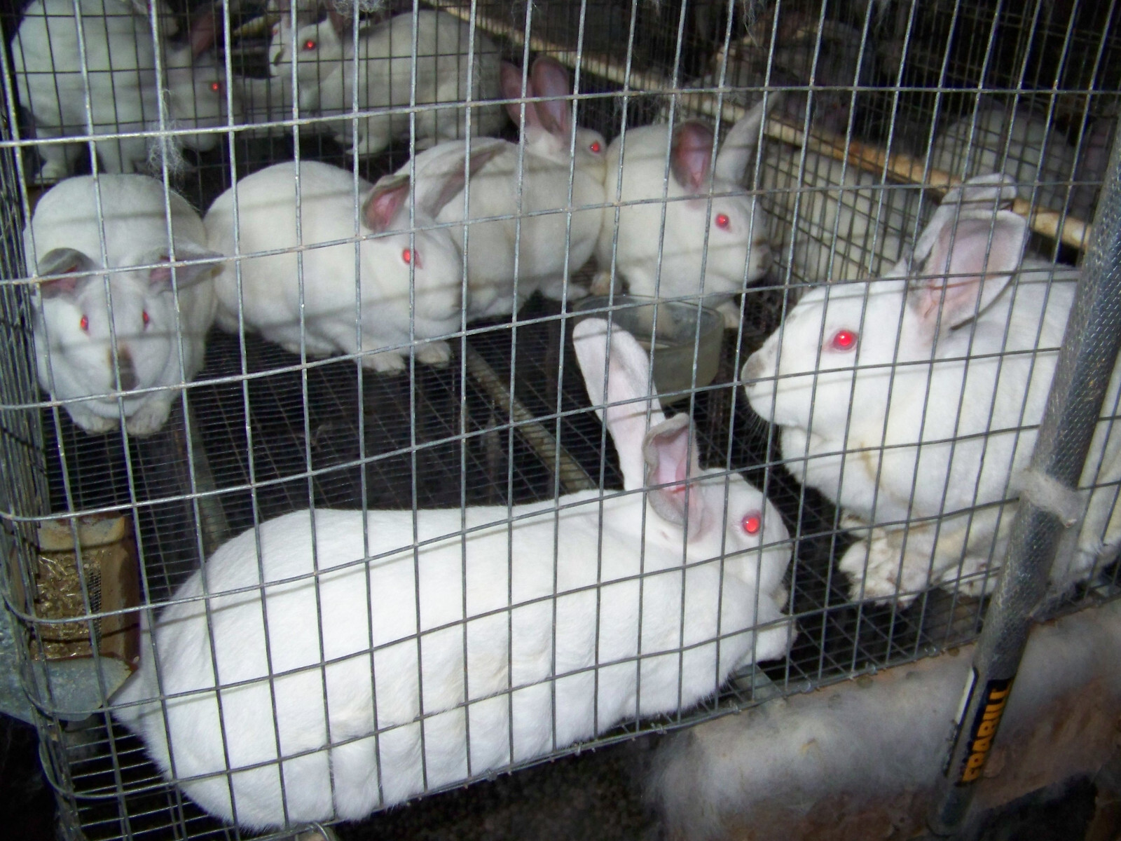 20 LBS Rabbit Manure Poop Organic Garden Plant Fertilizer