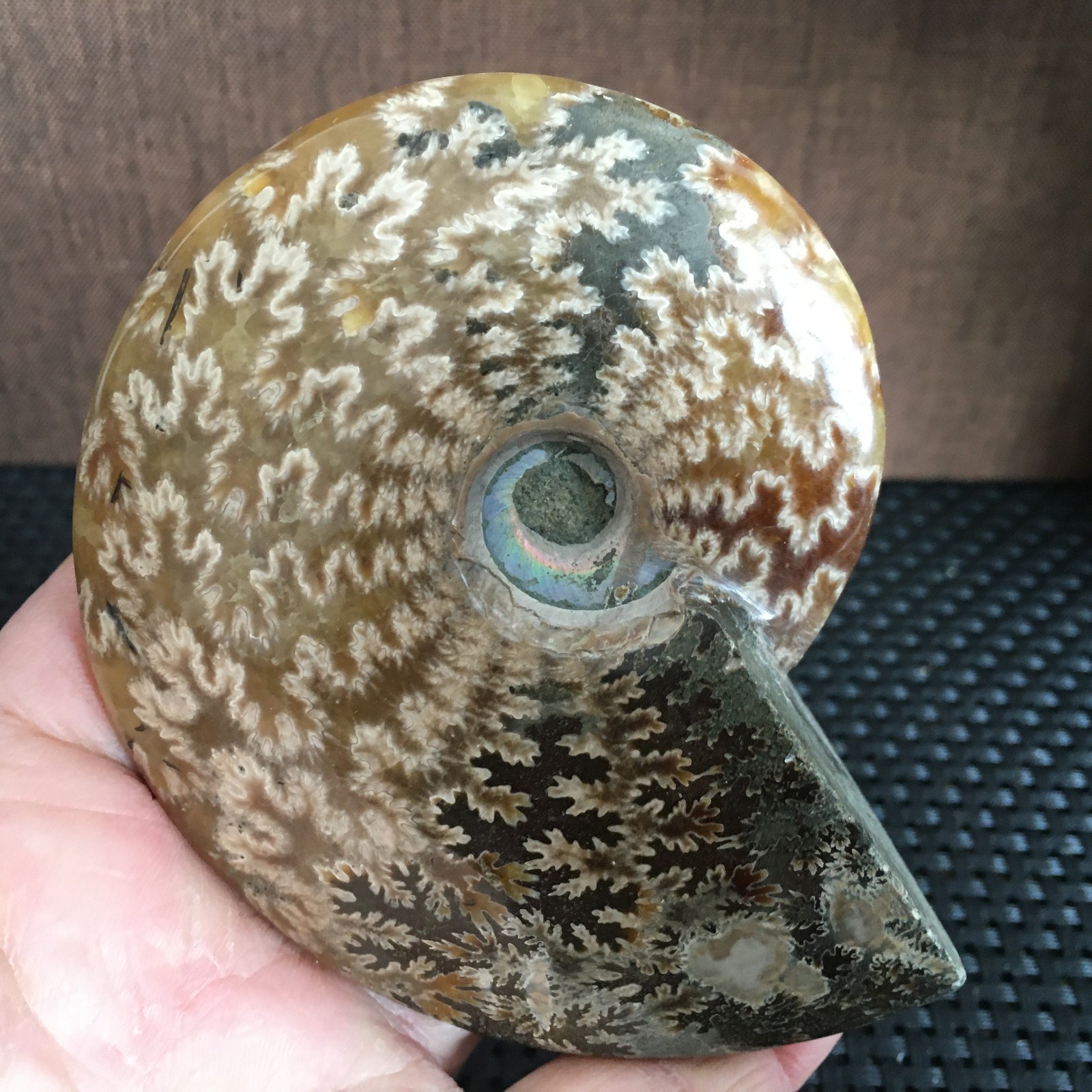 239g Natural polishing Ammonite crystal specimens fb1027