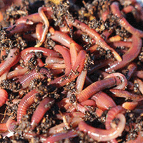 NaturesGoodGuys Live Red Worms 600 Adults - Red Wigglers