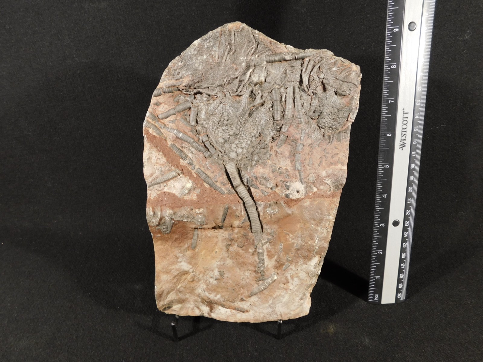 LARGER! 430 Million Year Old! CRINOID Fossil or Sea LILY Fossil Morocco 1221gr