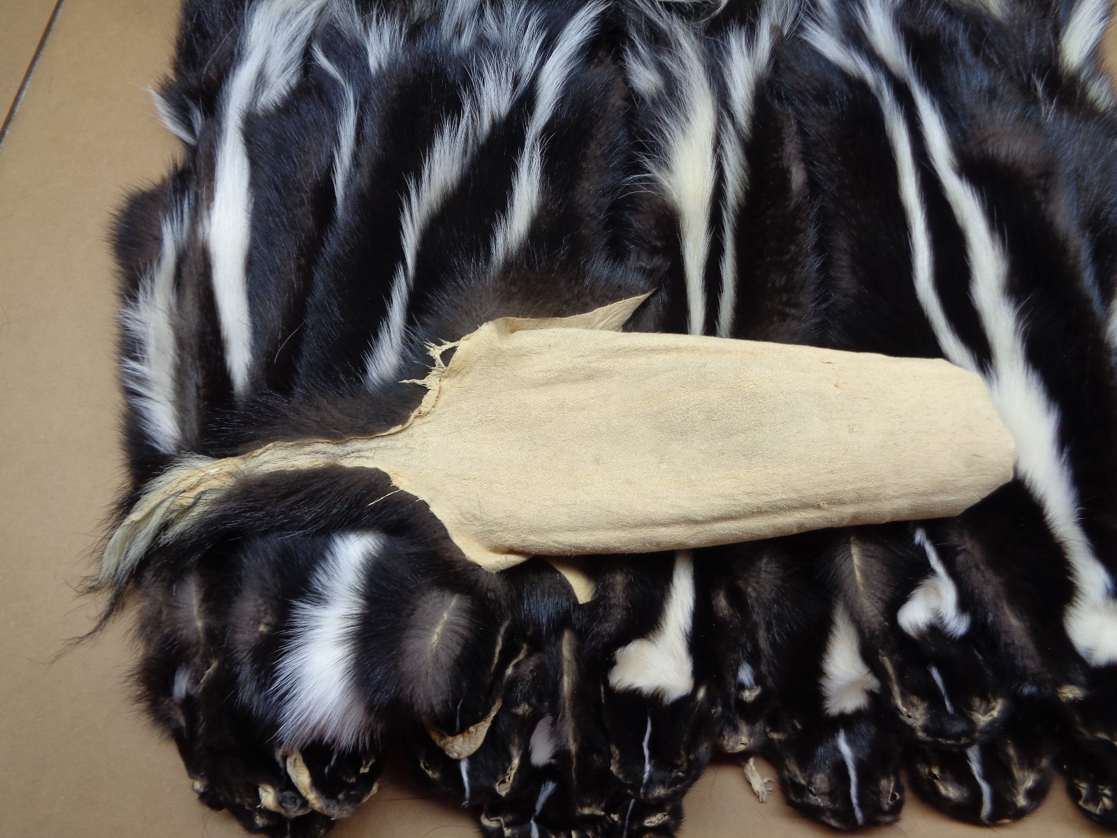 Professionally Tanned V Stripe Skunk hide/skin/fur/gag gift/prank/Harley gear