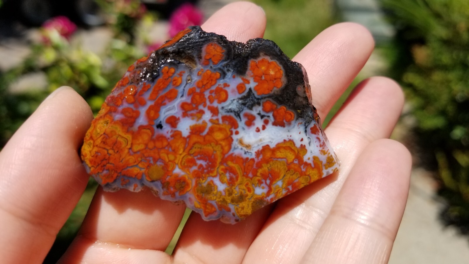 Wingate PASS PLUME AGATE Slab