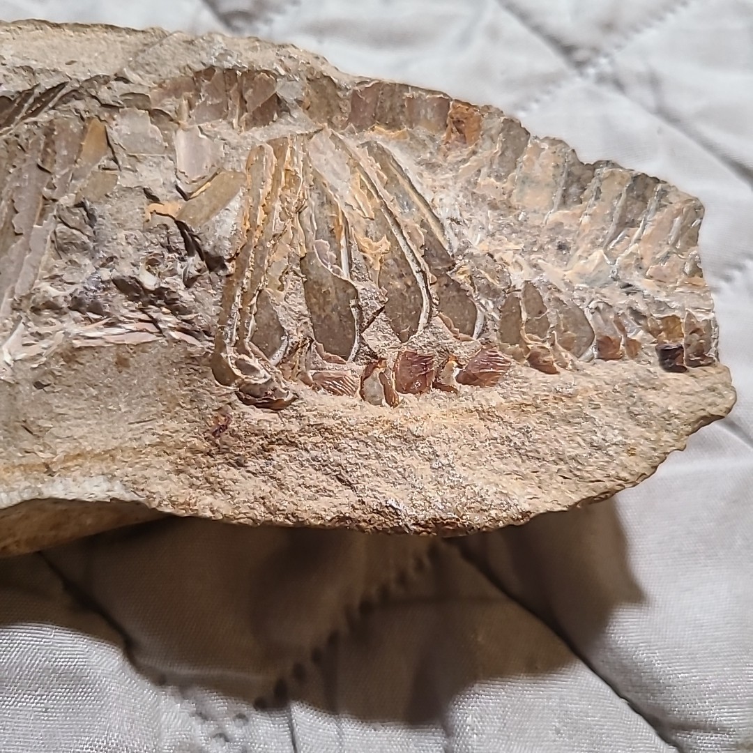 Rare living fish fossil specimen, the scale texture is clearly visible