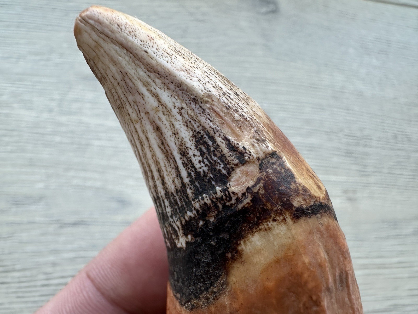 3.8” Ursus Spelaeus 25,000 Years Old Cave Bear Tooth Perfect Condition