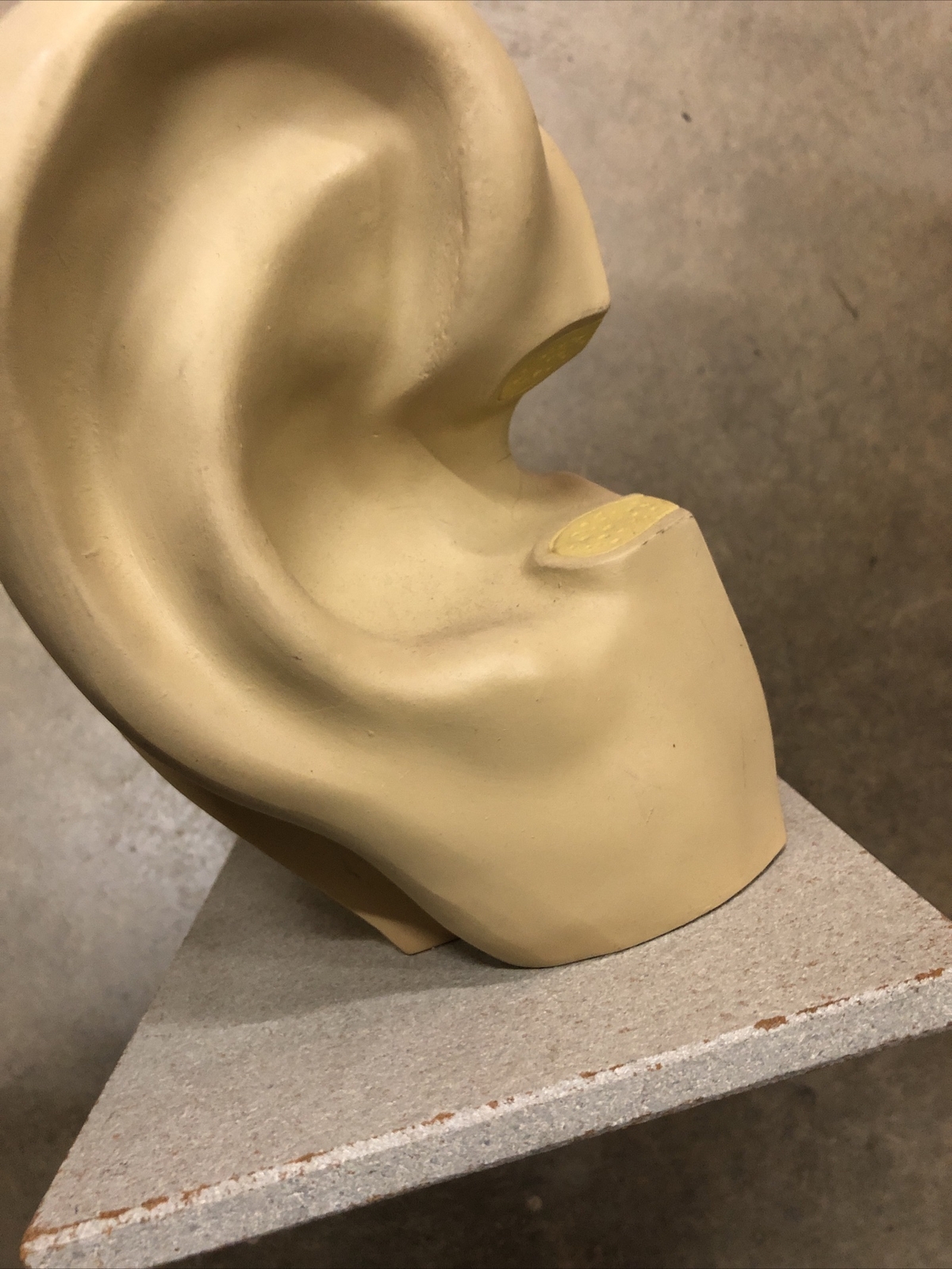 Vintage Anatomical Human Ear Model NYSTROM Medical School