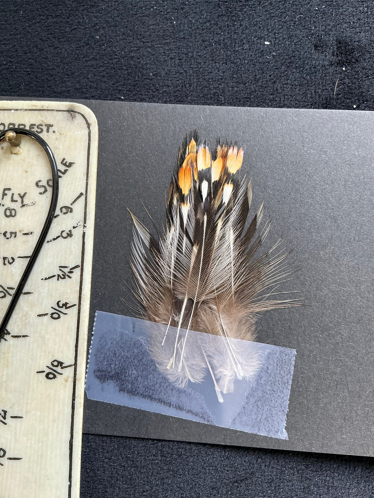 Jungle Cock Nails from Lucas Collection