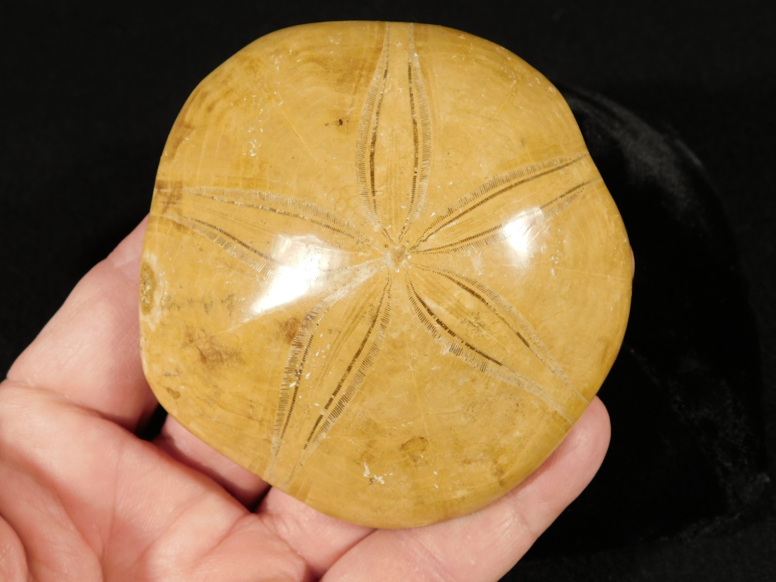 Big! Polished 150 Million Year Old! SAND DOLLAR Fossil Madagascar 197gr