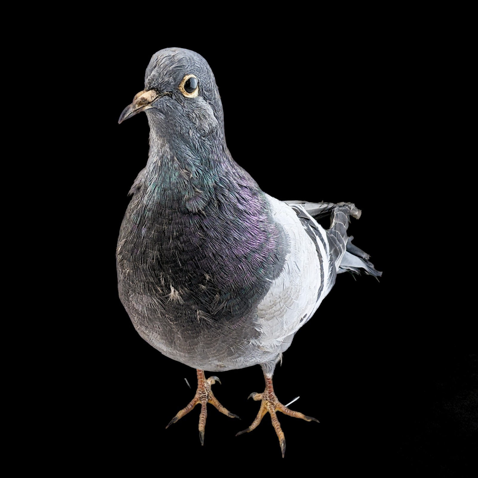 Rock Pigeon bird c livia dove collectible Taxidermy Oddity Curiosity decor gift