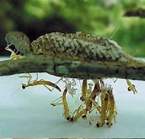 5 Freshly Harvested Carolina Praying Mantis Egg Cases Fresh Picked 2026 season.