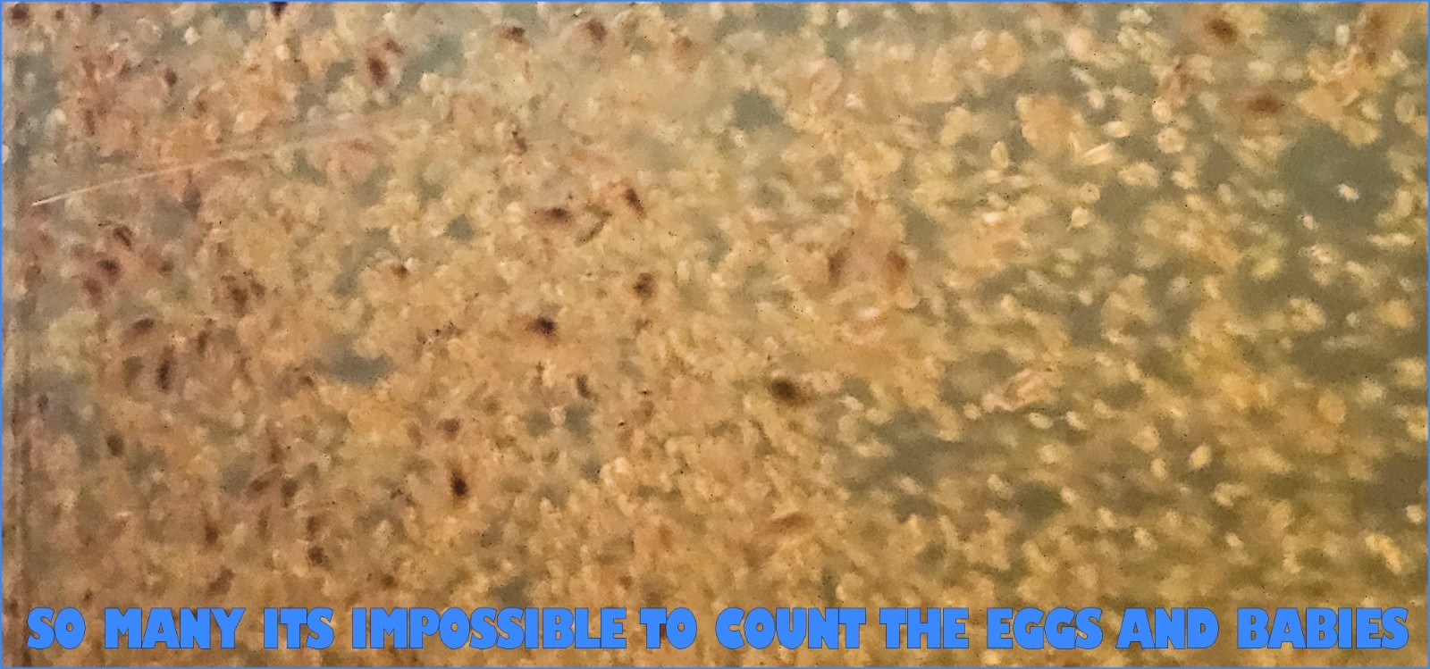 (Buy 2 Get 1 FREE) 500+ Live Daphnia Magna 500+ (FREE SHIPPING)