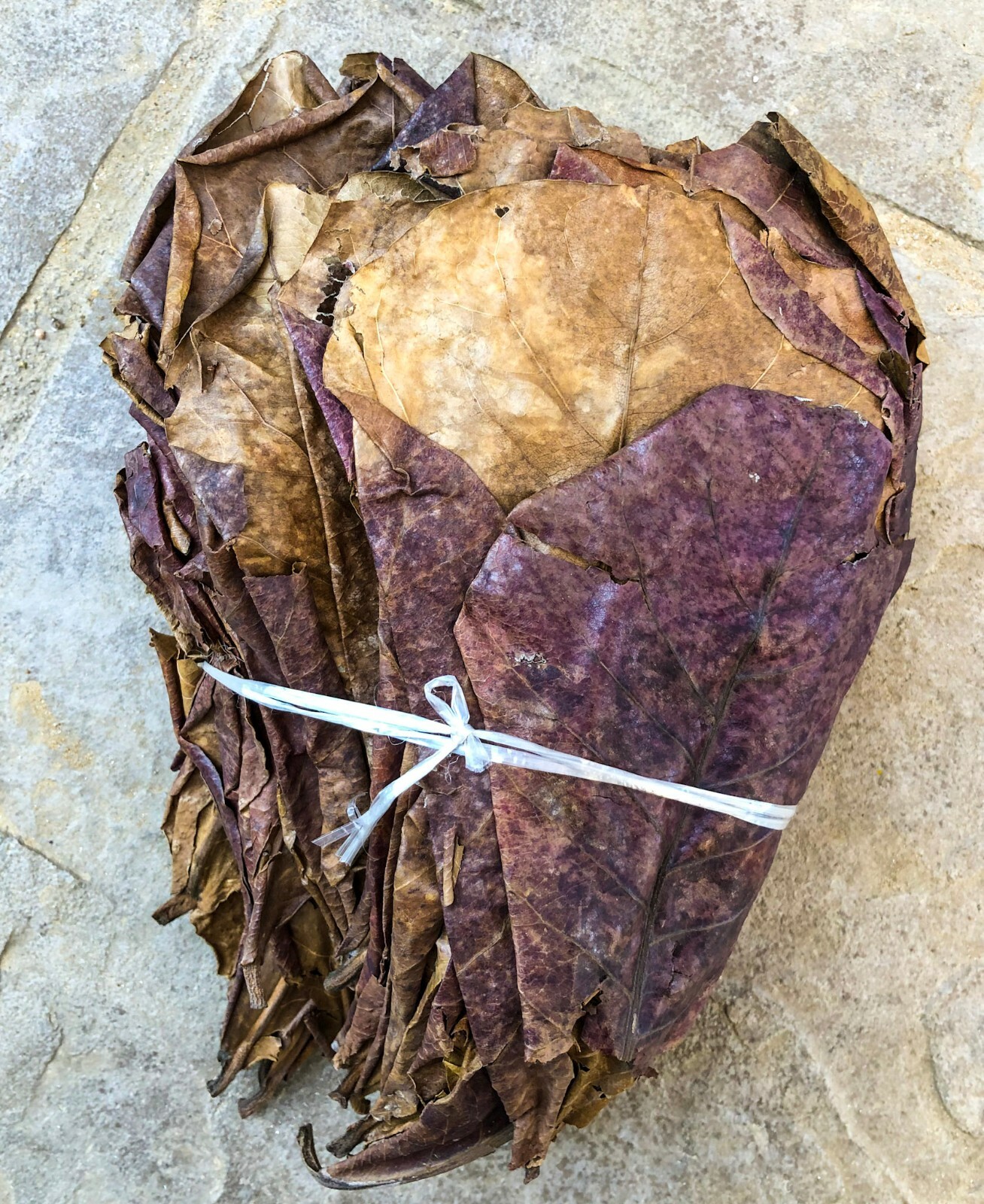 10/20/50pcs NATURAL Catappa Indian Almond Leaves for shrimp betta discus cichlid