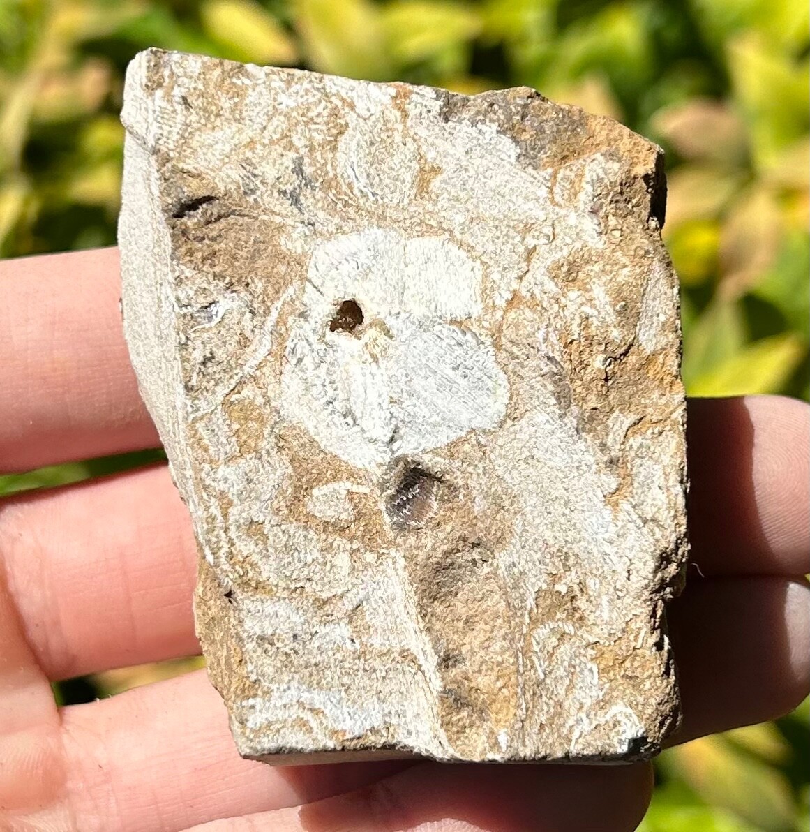 Alabama Fossil Crinoid in Matrix Aphelecrinus Bangor Limestone Formation