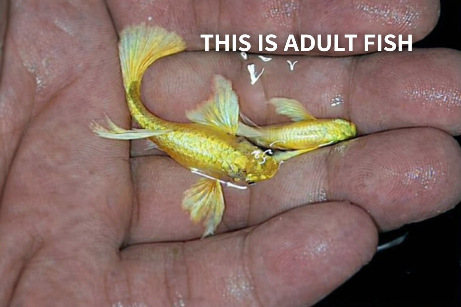 10 +  Live  24k Full Gold FRY Guppy *****high quality  *****