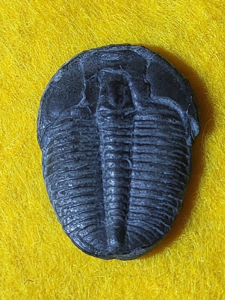 1.125" Elrathia Kingi Trilobite  Fossil Cambrian Age Delta, Utah
