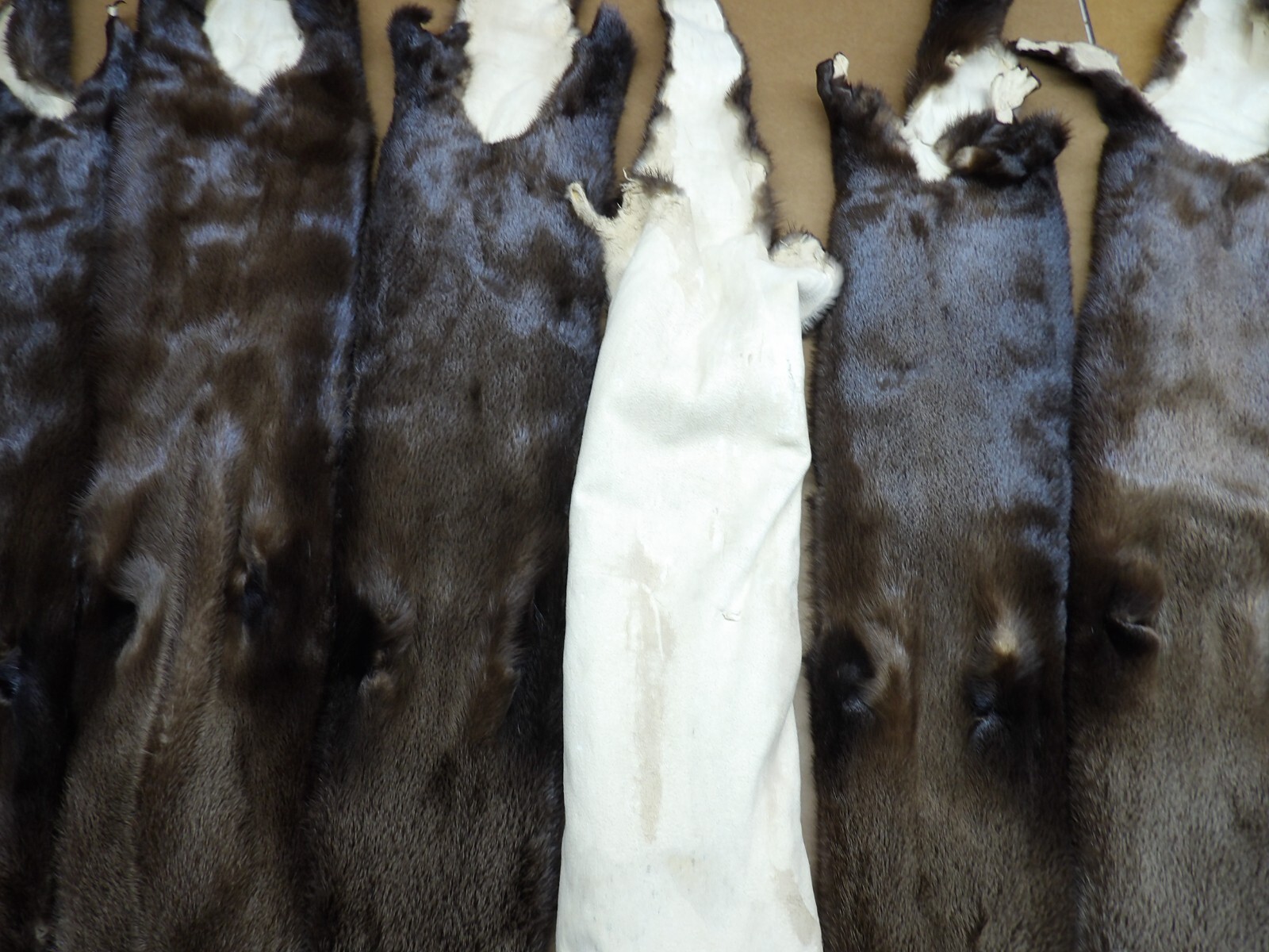 Tanned North American XXL Dark River Otter, Lontra canadensis, soft furs, pelts