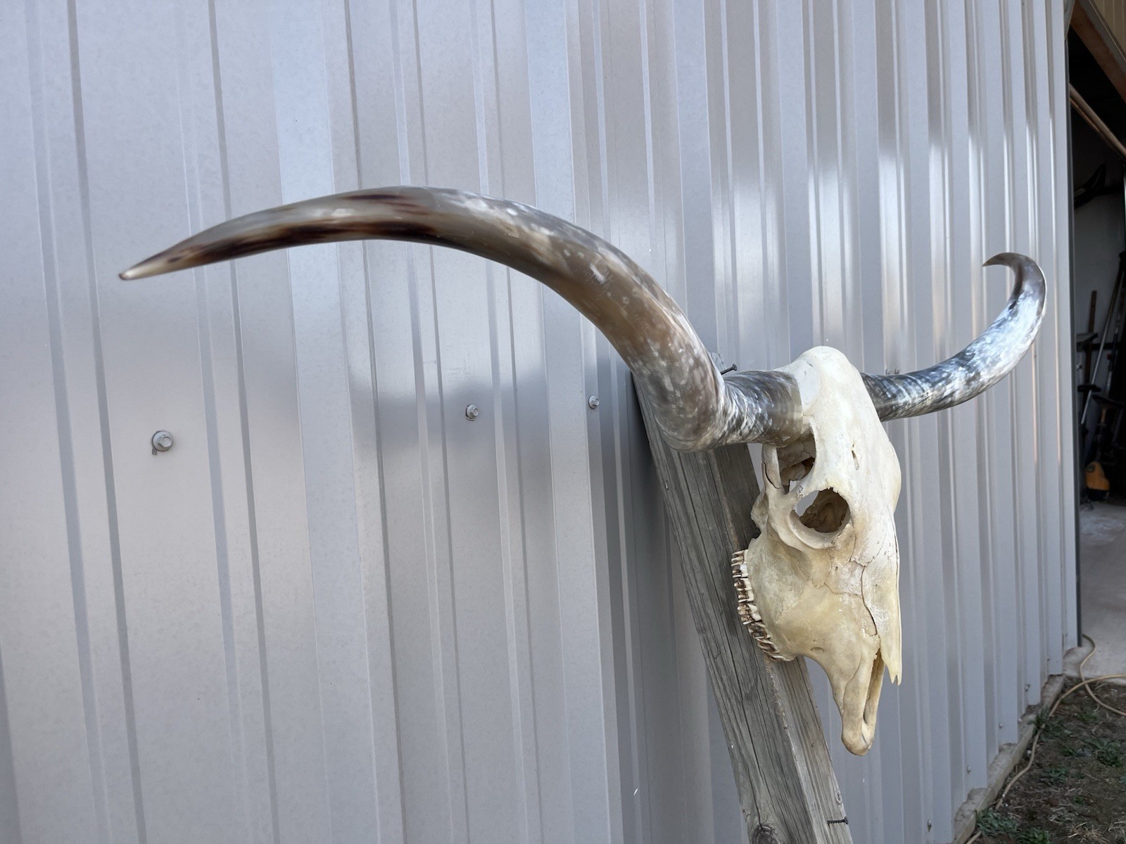 Longhorn STEER SKULL 4 Feet 9 Inch WIDE Horns BULL HORN MOUNTED COW HEAD