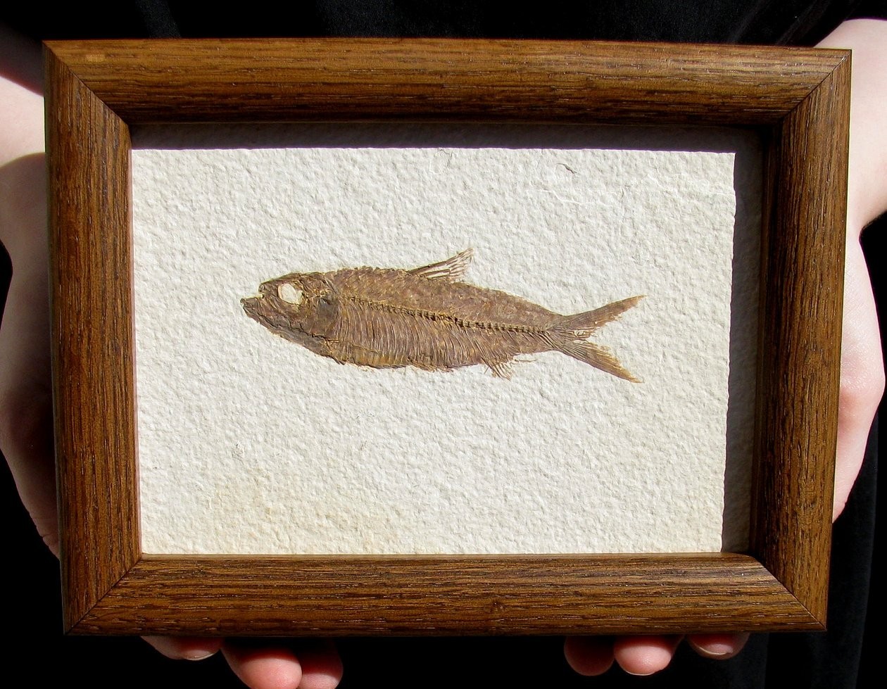 BEAUTIFUL, FRAMED KNIGHTIA EOCAENA FOSSIL FISH FROM WYOMING - GREAT GIFT IDEA!