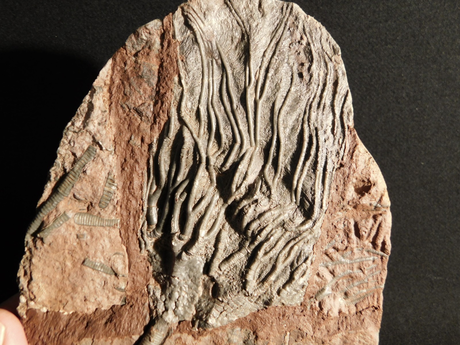 LARGER! 430 Million Year Old! CRINOID Fossil or Sea LILY Fossil Morocco 1133gr