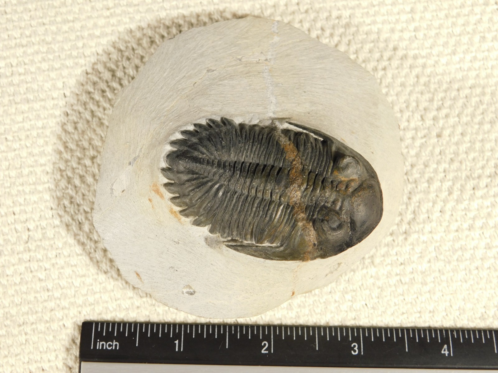 LARGER! Hollardops TRILOBITE Fossil Nice and 100% Natural Morocco 289gr