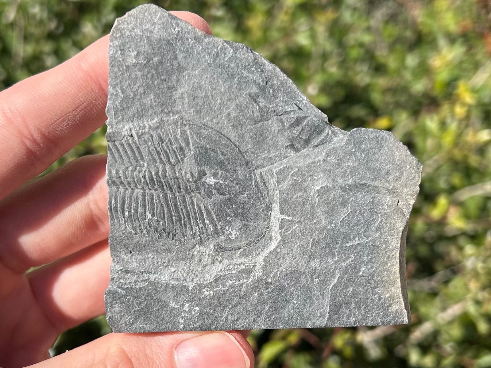 Washington Fossil Trilobite Ogygopsis Metaline Formation Cambrian Bug in Matrix