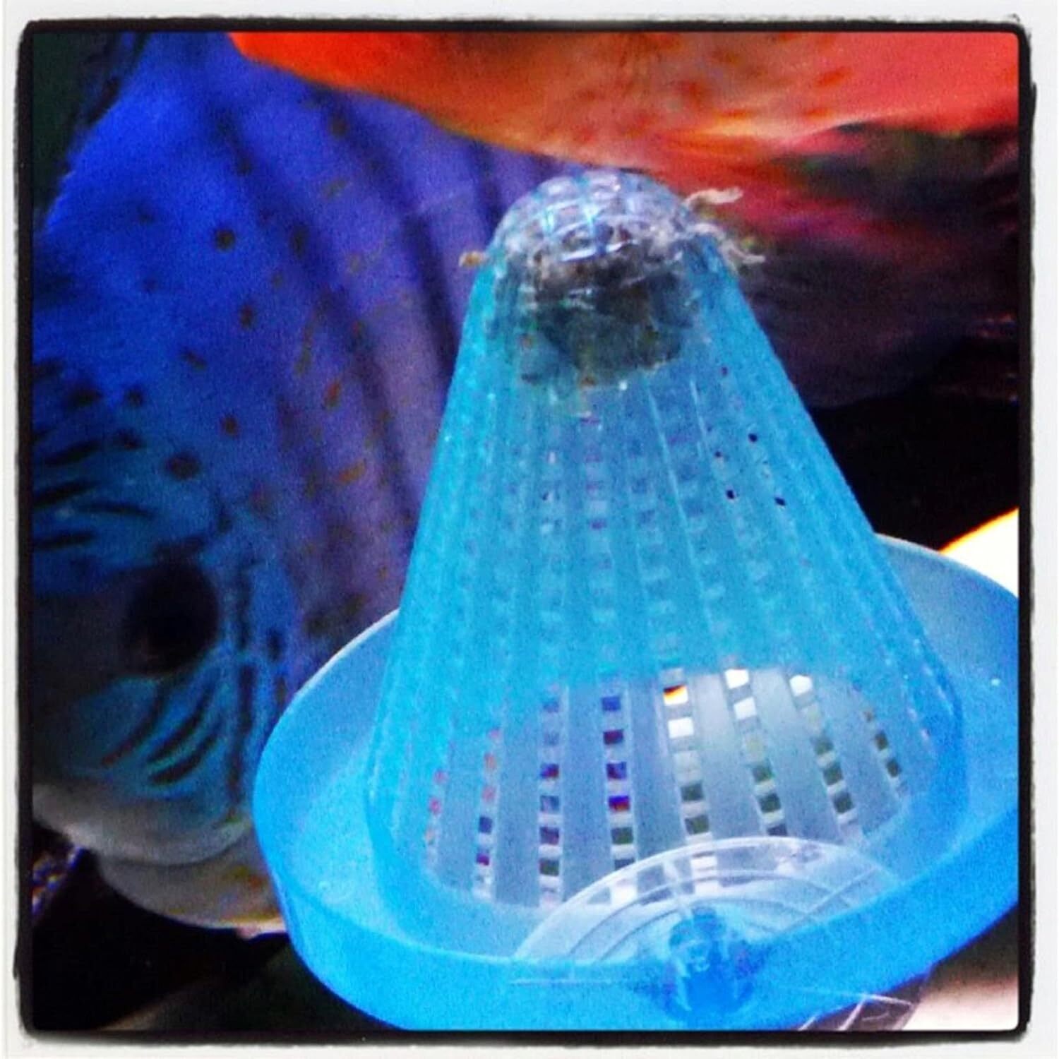 Freeze Dried California Blackworms with Freeze Dried Beef Heart Samples