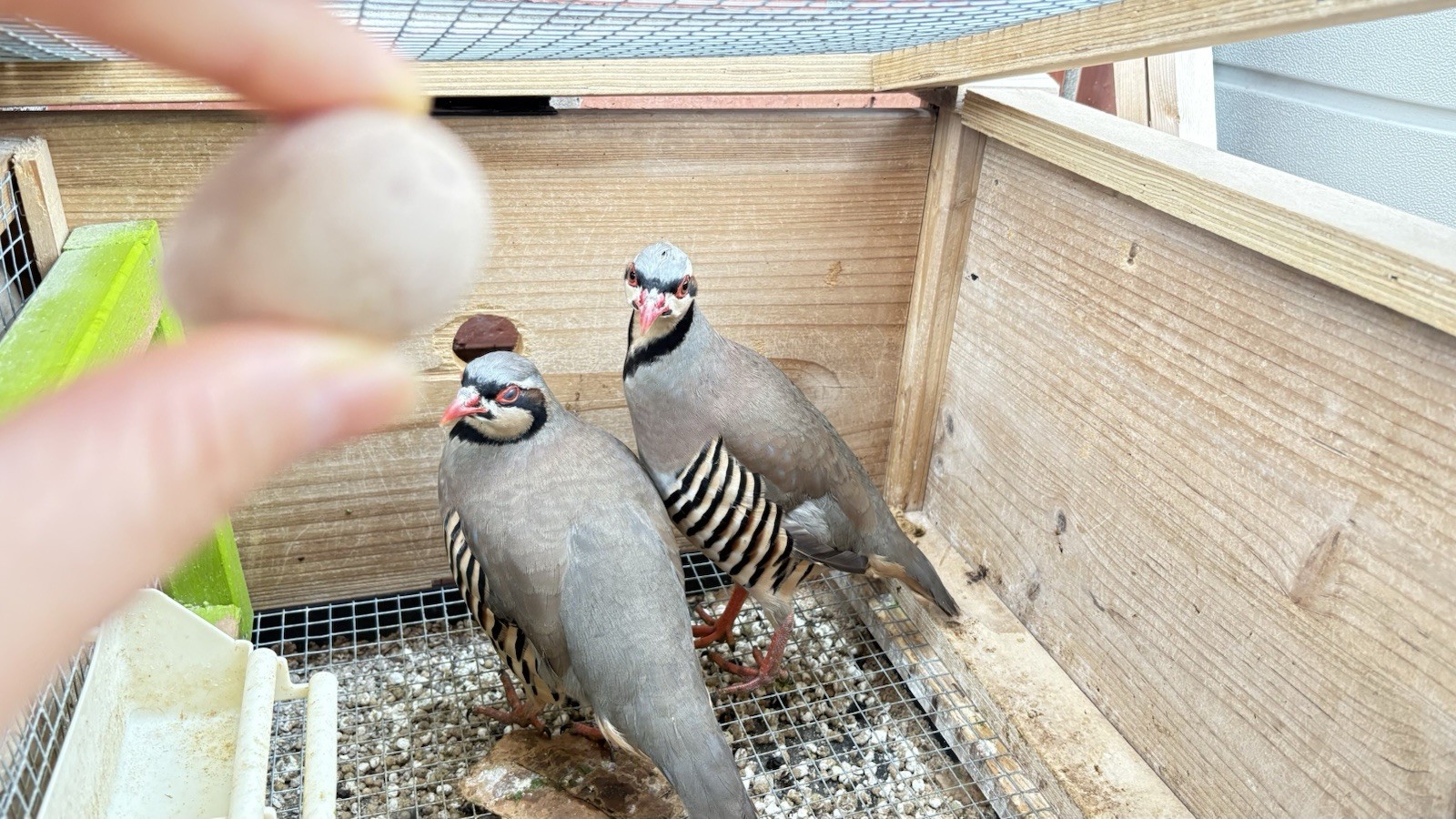 6 Chukar Partridge Hatching Eggs