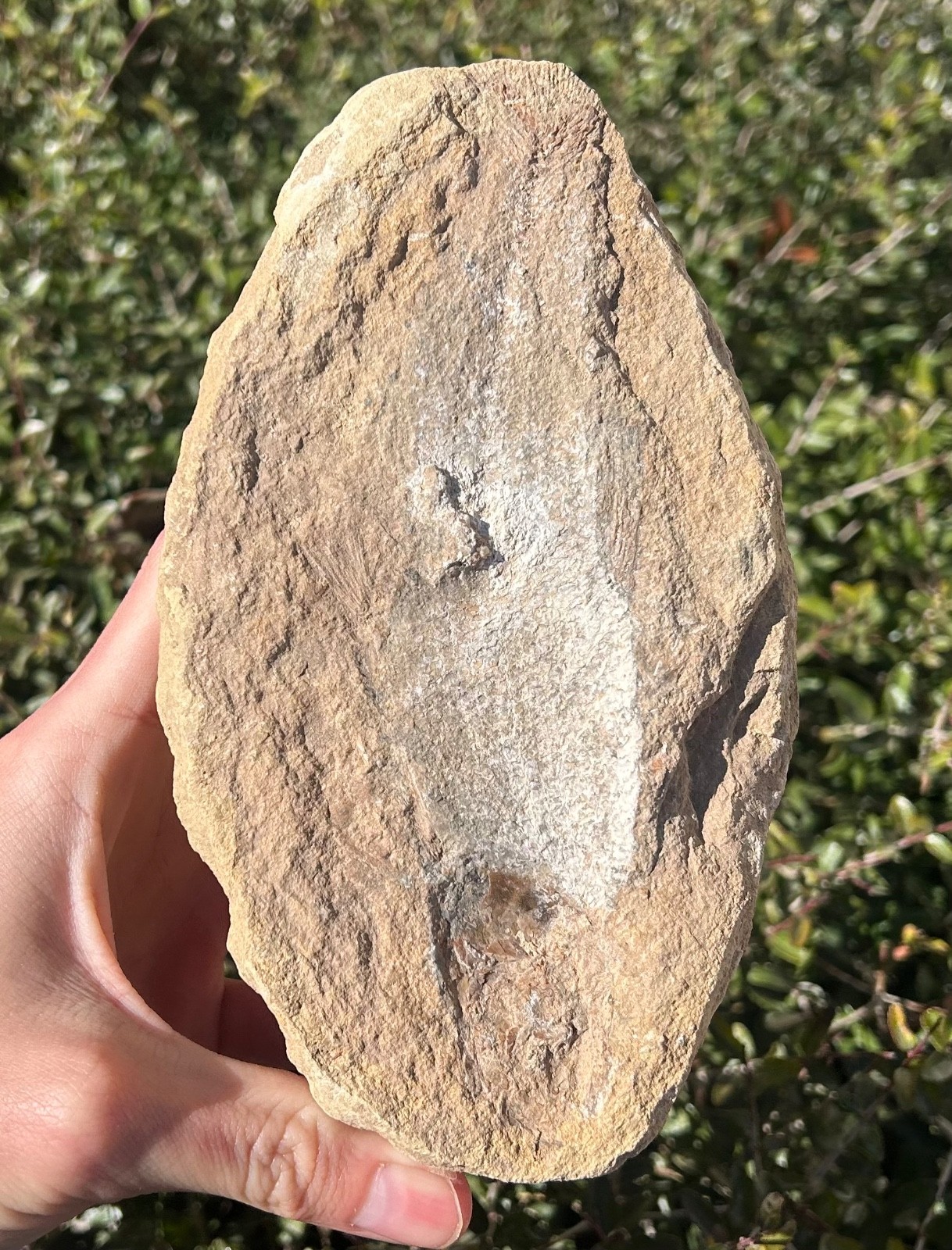 Rhacolepis Fossil Fish Brazil Santana Formation Cretaceous Pachyrhizodontidae