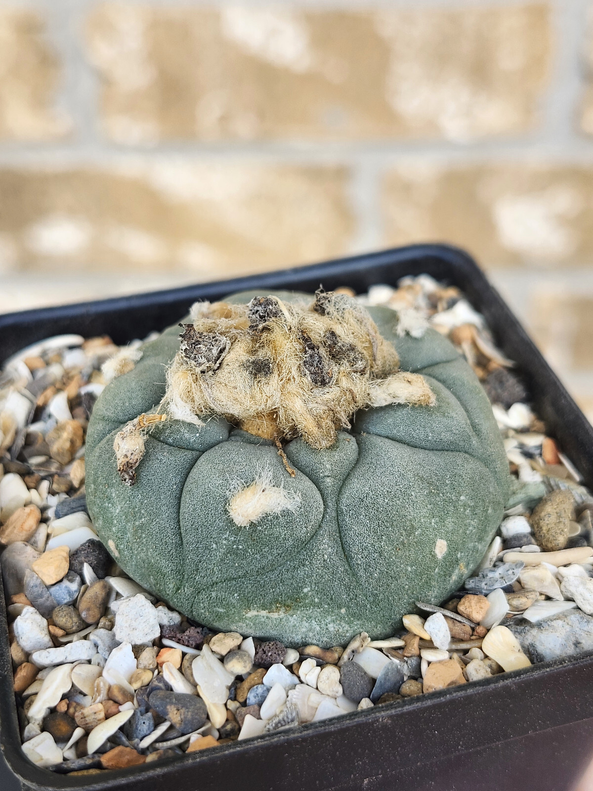 ONE(1) RARE Cactus sp koehresii, seed grown in 2.60" pot, large root