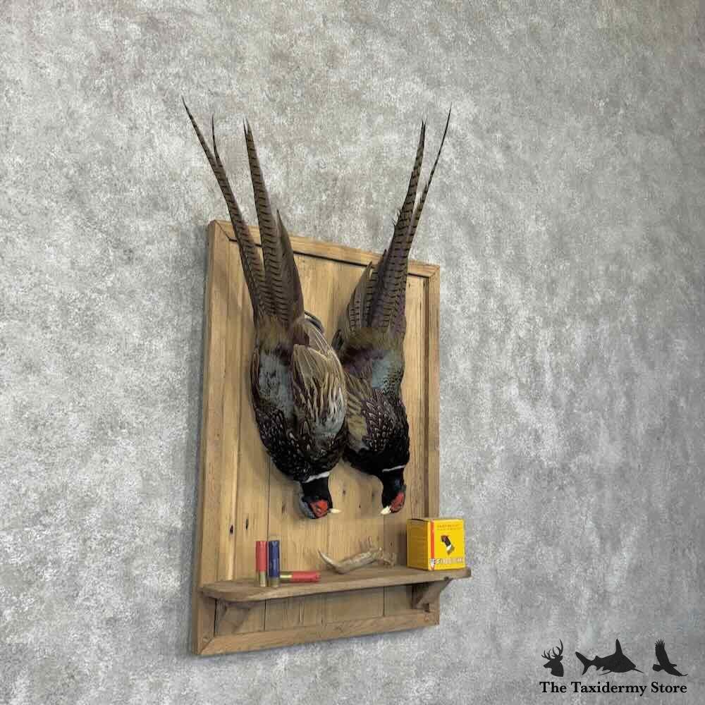 #31693 P | Ringneck Pheasant Taxidermy Bird Display For Sale