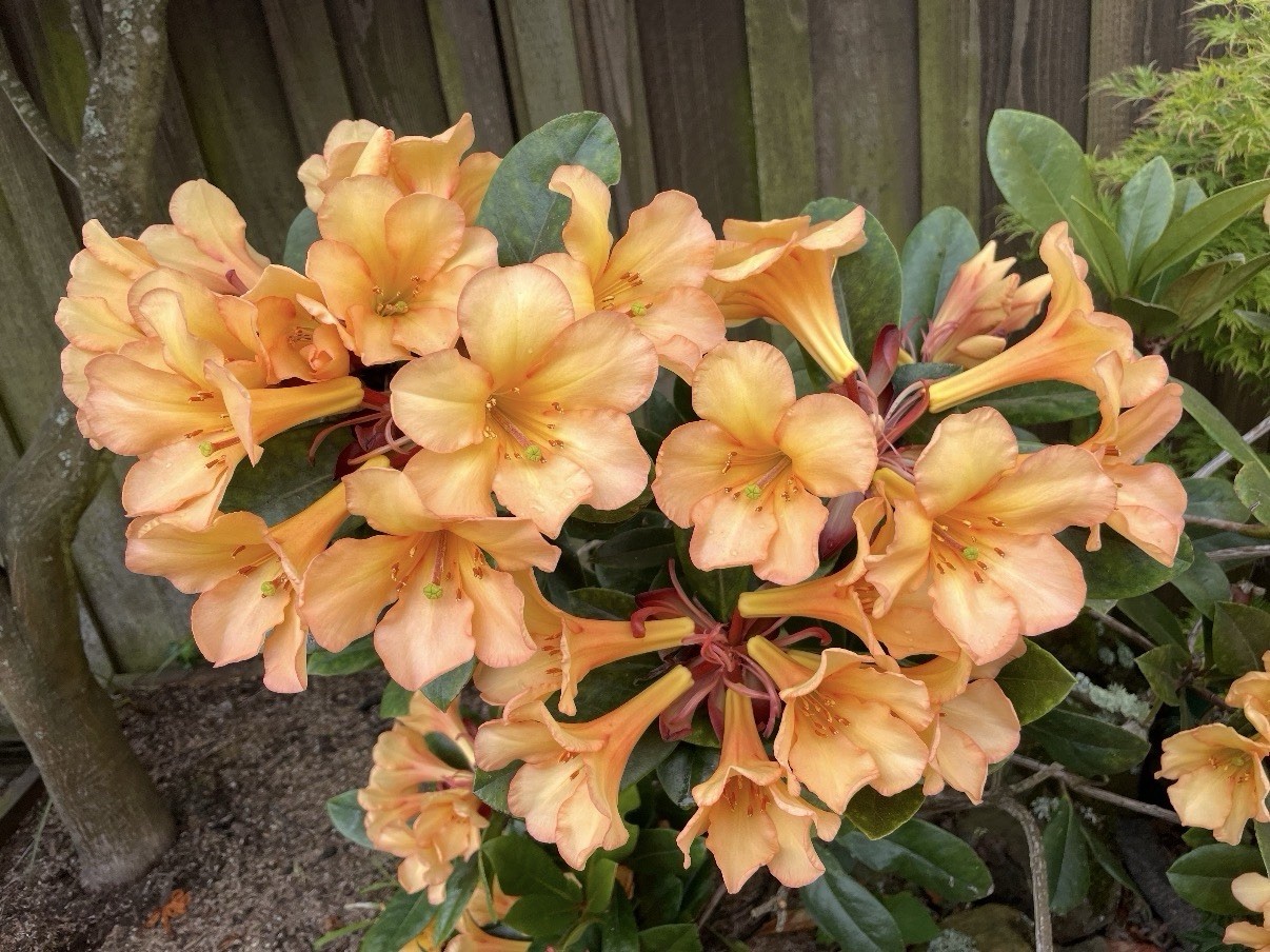Vireya Rhododendron Harry Wu Amber Pink BS 5.5” Pot Bloom Size