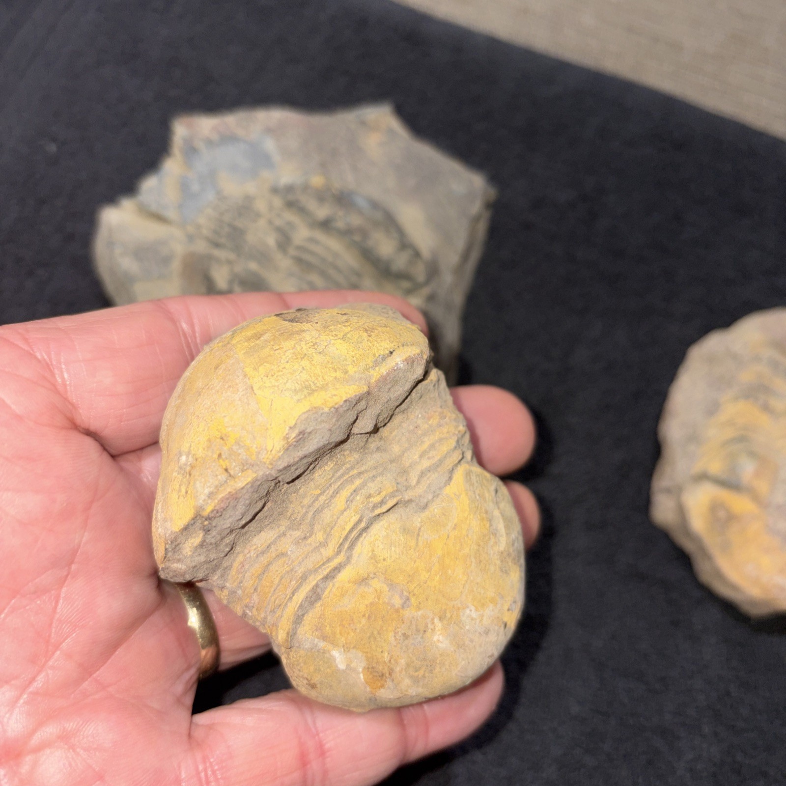 (3) Bumastus Like Trilobites Silurian China Large.