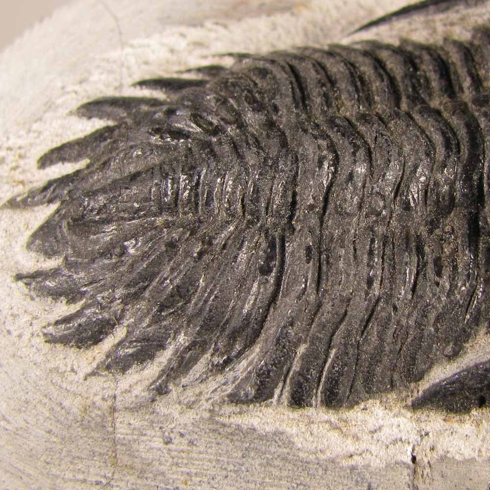 2.5" Hollardops TRILOBITE Fossil on Matrix - Devonian Age - Morocco