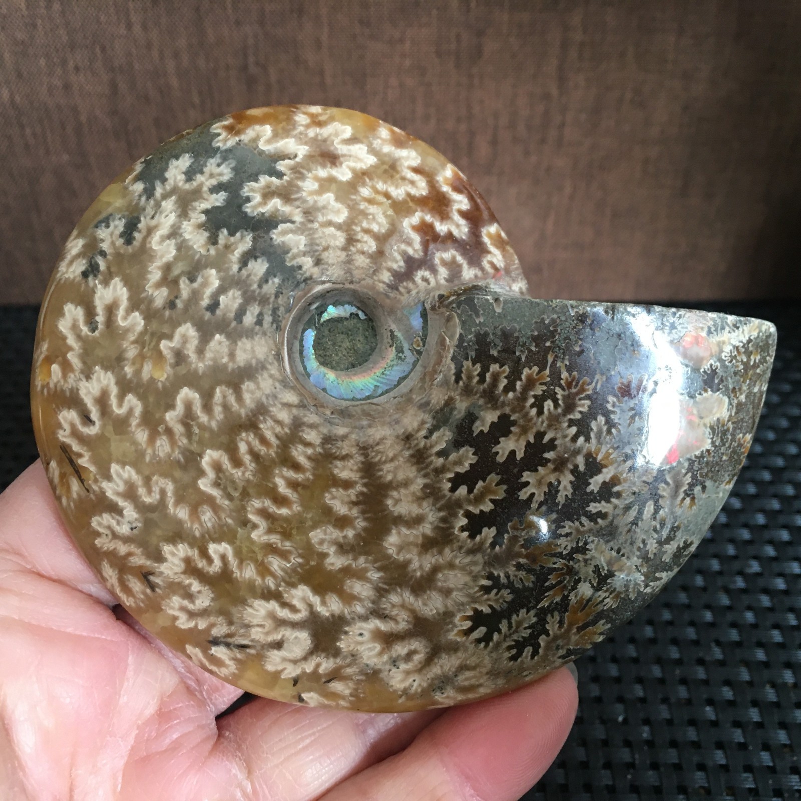 239g Natural polishing Ammonite crystal specimens fb1027